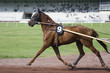 course de chevaux - trotteur course de chevaux - trotteur