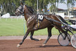 course de chevaux - trotteur