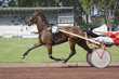 course de chevaux - trotteur course de chevaux - trotteur