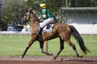 course de chevaux - trot monté