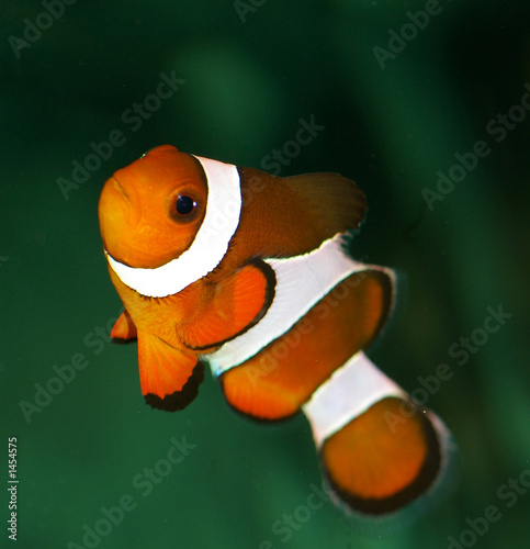 Photo: poisson clown orange et blanc poisson clown orange et blanc