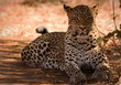 leopard stare