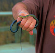 red sided garter snake in mans hand
