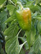 pimiento verde pimiento verde