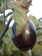 berenjena berenjena