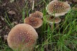 amanite rougissante - amanita rubescens