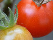 tomates cerise