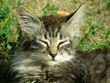 kitten