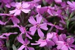 flower background - close up