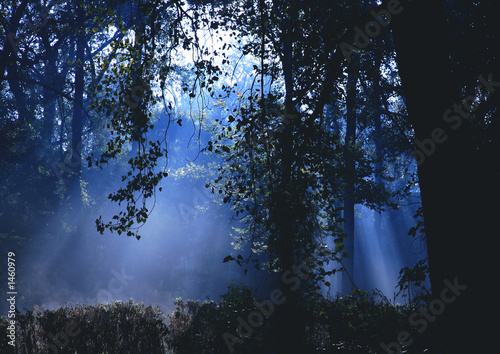 Photo: morning mist morning mist