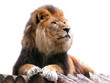 Foto: lion on beams isolated lion on beams isolated