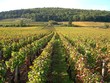 vignobles vignobles