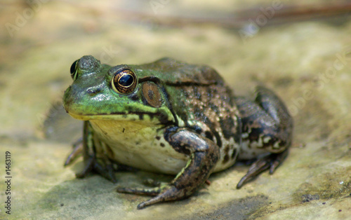Photo: bullfrog bullfrog