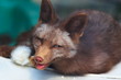 red fox