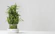 lucky bamboo