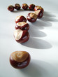 conkers