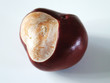 conker