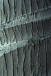 coconut palm tree bark
