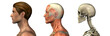 anatomical overlays - male - head and shoulders -