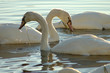 swans 13