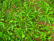 dandilions 2 dandilions 2