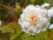 rose rose