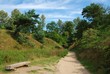 summer landscape