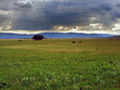 meadow and lonely tree