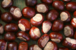 chestnut. background