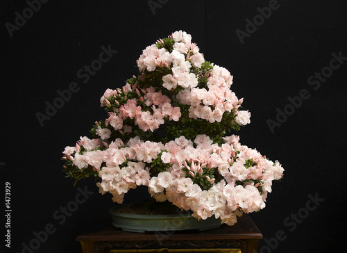 bonsai