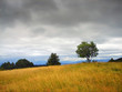 lonely tree