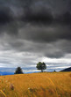 lonely tree before rain