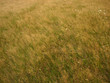 grass background