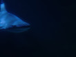 shark