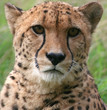 Photo: cheetah cheetah