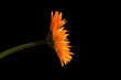 floare
