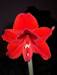 fleur