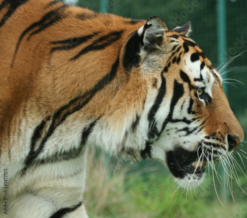 Photo: tiger tiger