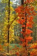 colors of fall
