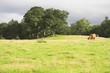 highland cow