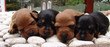 four sleeping pinschers