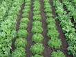 rangs de salades