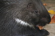 stachelschwein