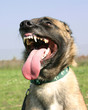 canines decouvertes