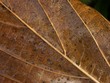 vieille feuille
