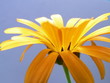daisyorange1030467