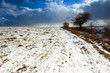 winter meadow