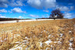 winter - spring meadow