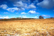 winter - spring meadow