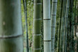 bamboo forest bamboo forest